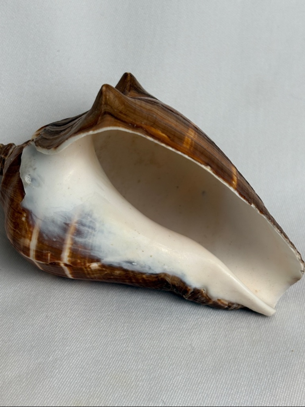 20pc Boutique Natural Shell Collection - Excellent Condition - Picture 10 of 14